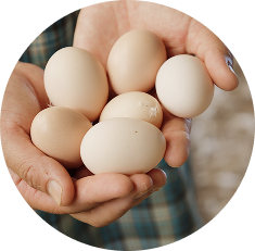 烏骨鶏の卵の写真